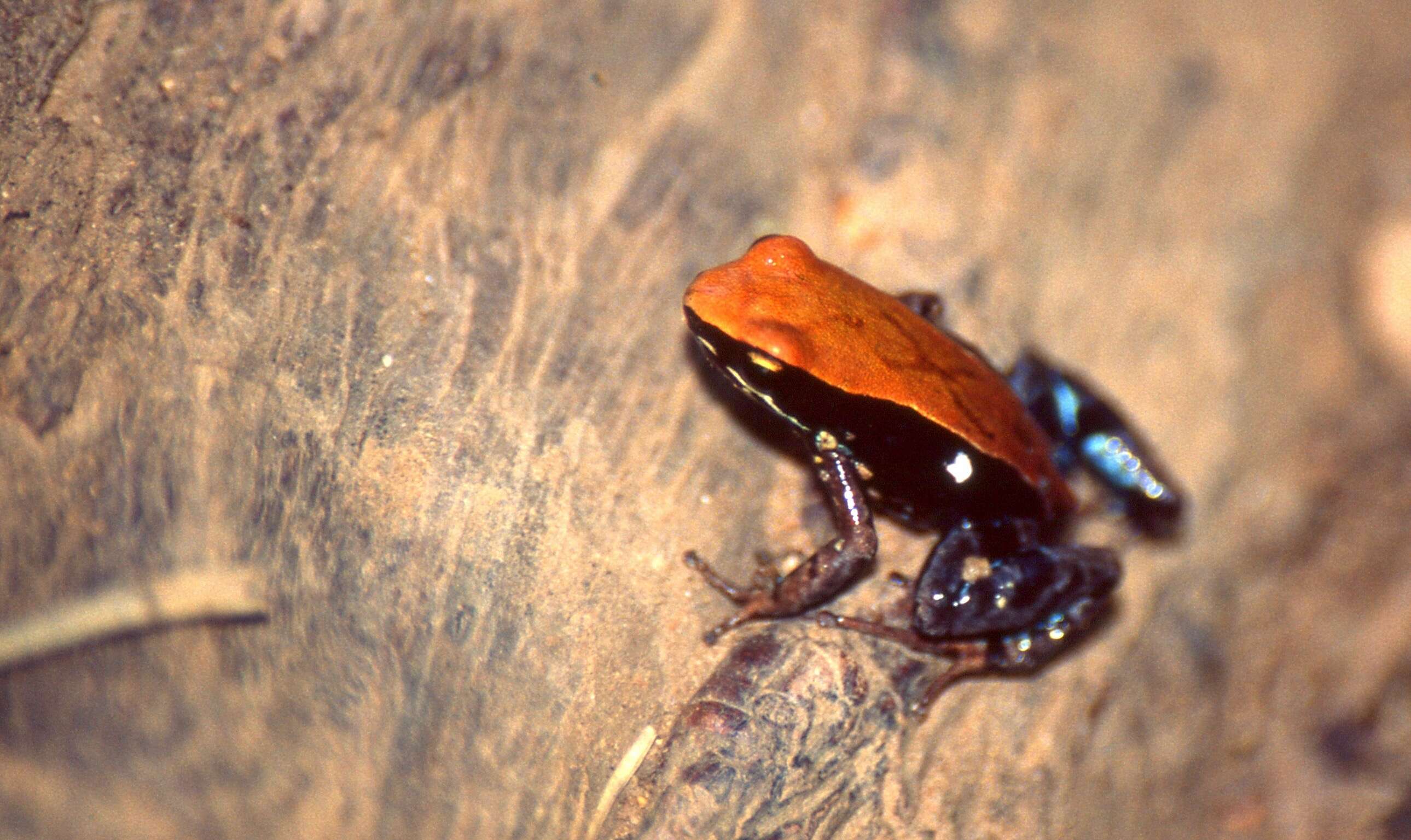 Image of Mantella ebenaui (Boettger 1880)