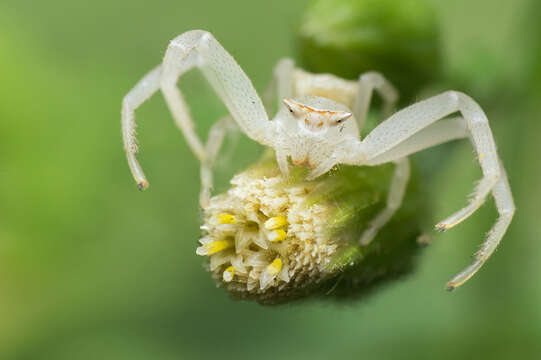 Image of Flower Crab Spiders