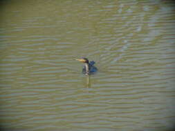 Image of Double-crested Cormorant