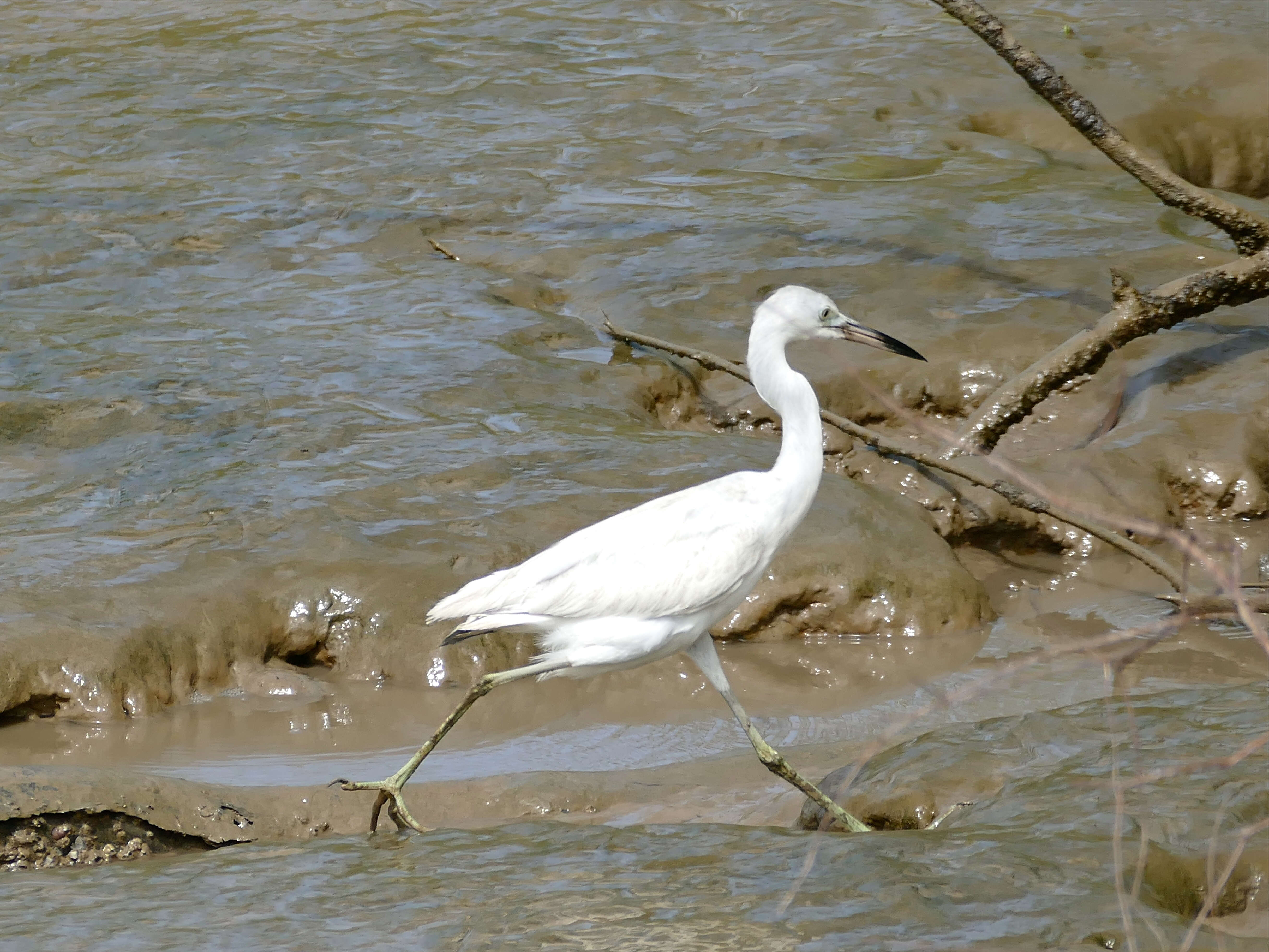 Image of Egretta Forster & T 1817