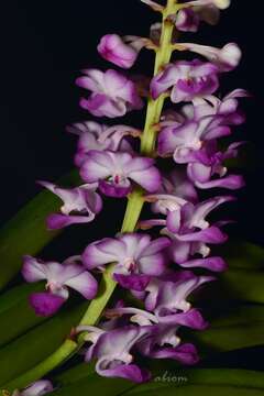 Sivun Rhynchostylis coelestis (Rchb. fil.) A. H. Kent kuva