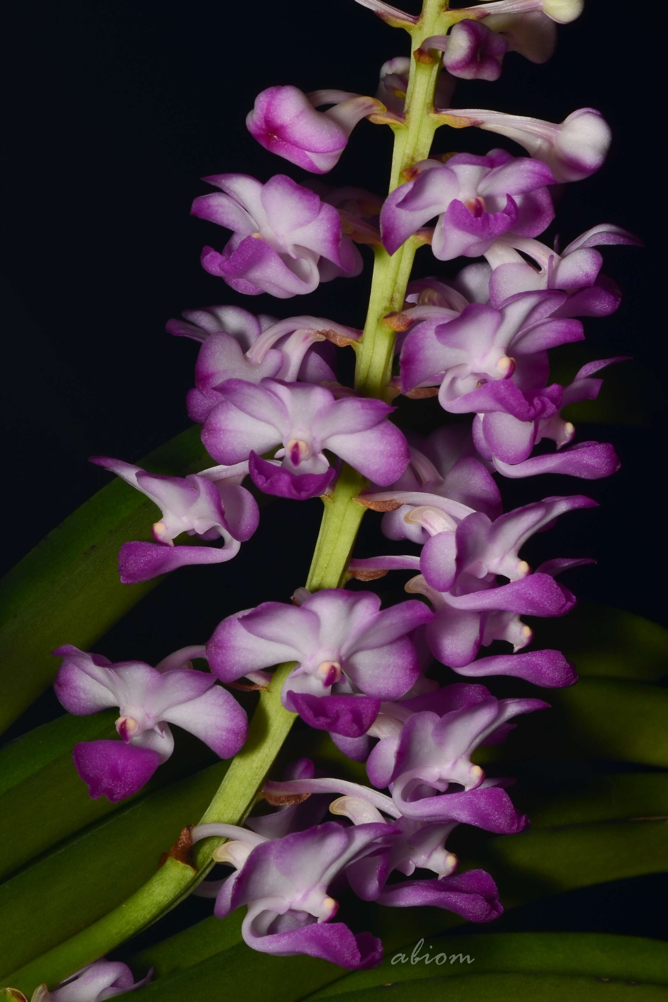 Image of Rhynchostylis