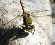 Image of Common Hooktail