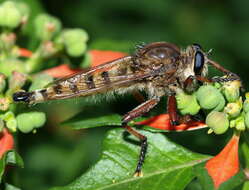 Image of Giant Robber Flies