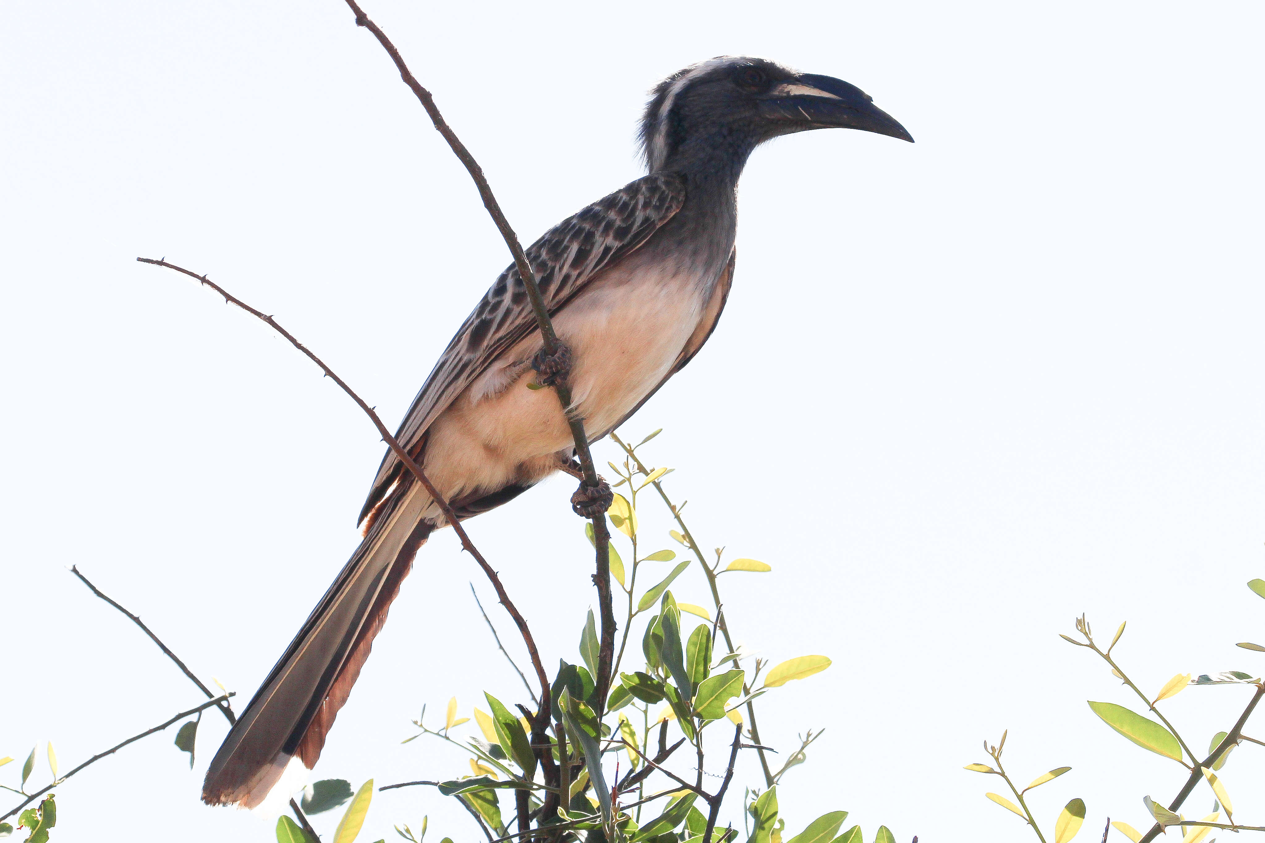 Image of African Grey Hornbill