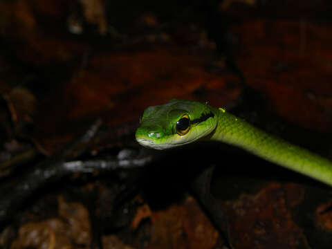 Image of Cope's Parrot Snake