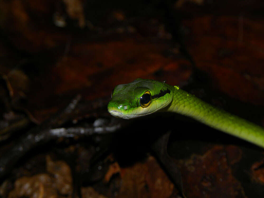 Image of Irregular Green Snake