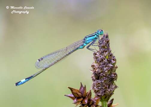 Image of Common Bluetail