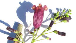 Image of Jacaranda jasminoides (Thunb.) Sandwith