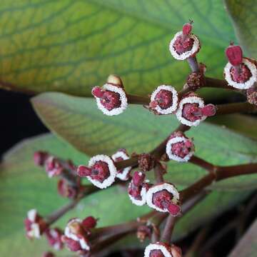 Image of Euphorbia umbellata (Pax) Bruyns