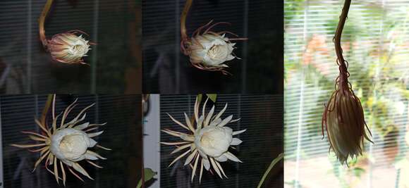 Image of Dutchman's Pipe Cactus