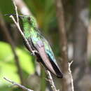 Image of Green-throated Carib