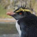 Image of Northern Rockhopper Penguin