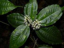 Image of Miconia gracilis Triana