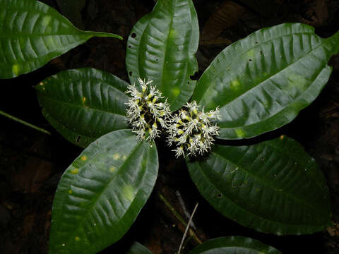 Слика од Miconia gracilis Triana