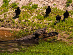 Image of Alligator