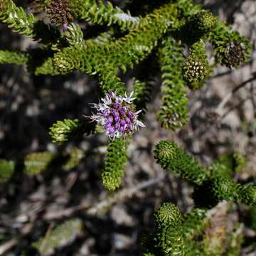 Image of Lychnophora rosmarinifolia Mart.