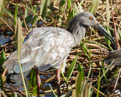 Image of Plumbeous Ibis