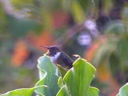 Image of Volcano Hummingbird