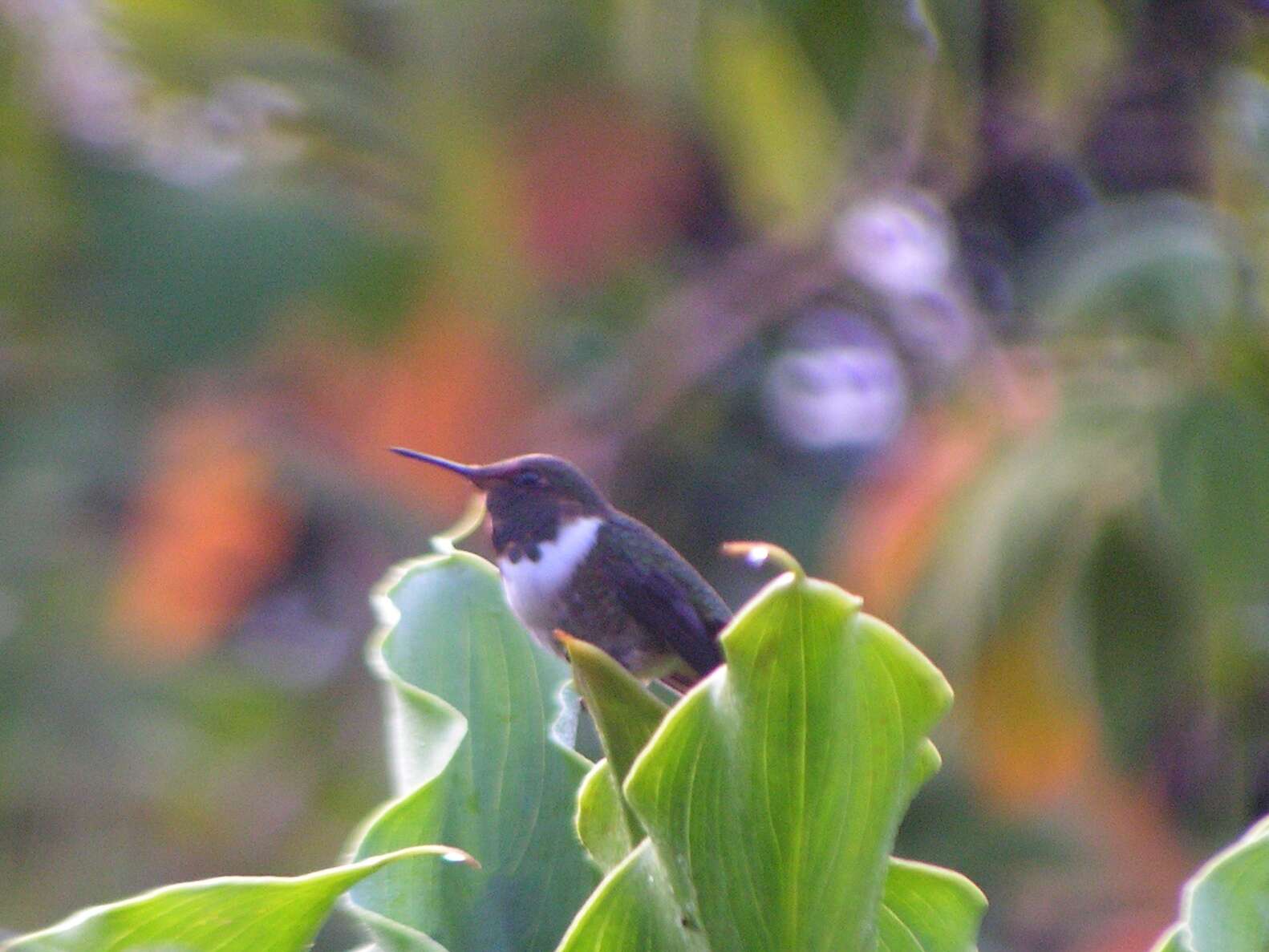Image of Volcano Hummingbird