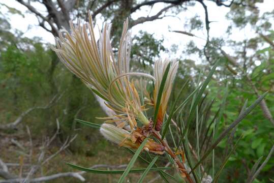 Image of bottlebrush