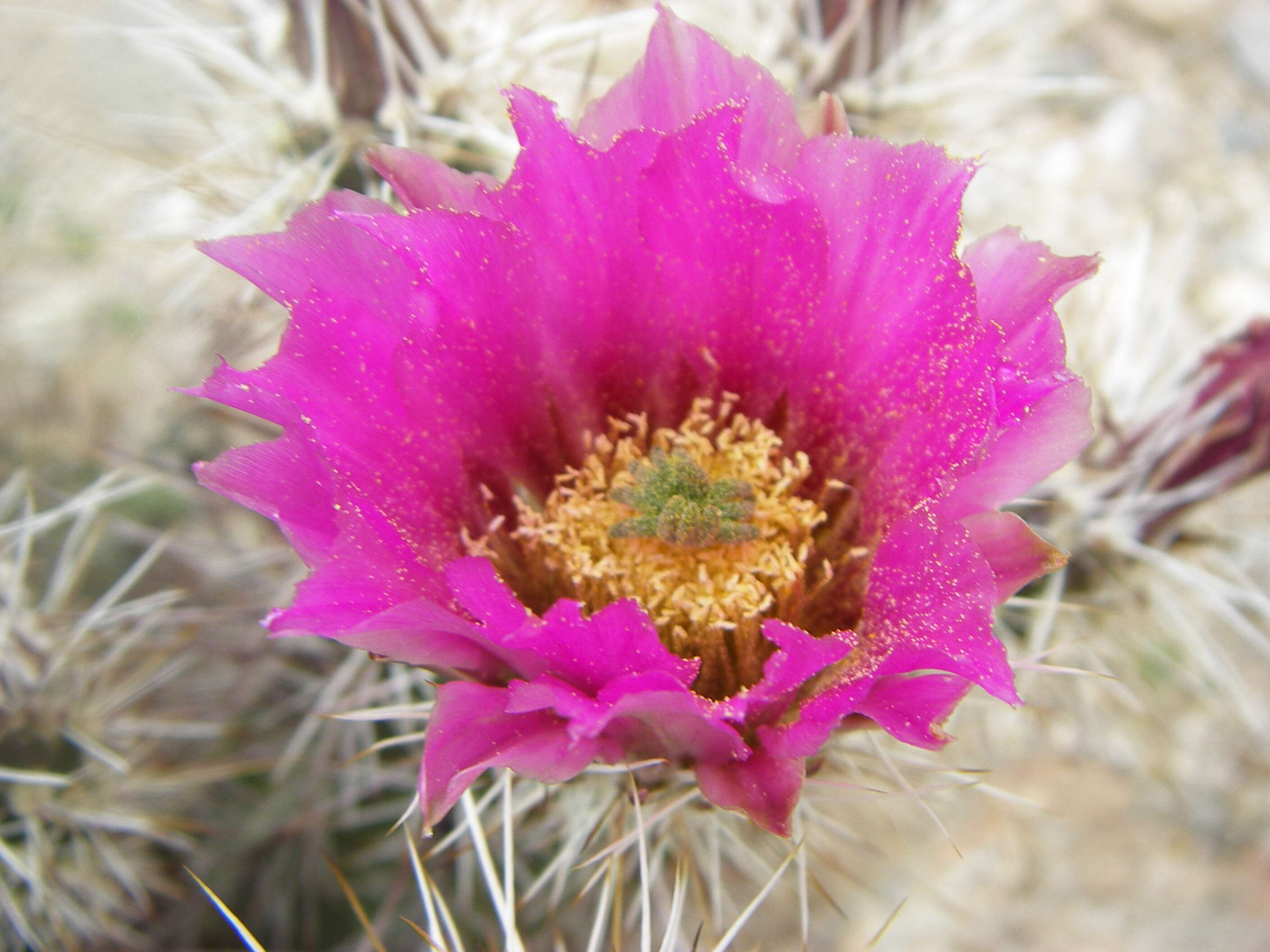 Image of Boyce Thompson hedgehog cactus