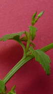 Image of Lobelia xalapensis Kunth