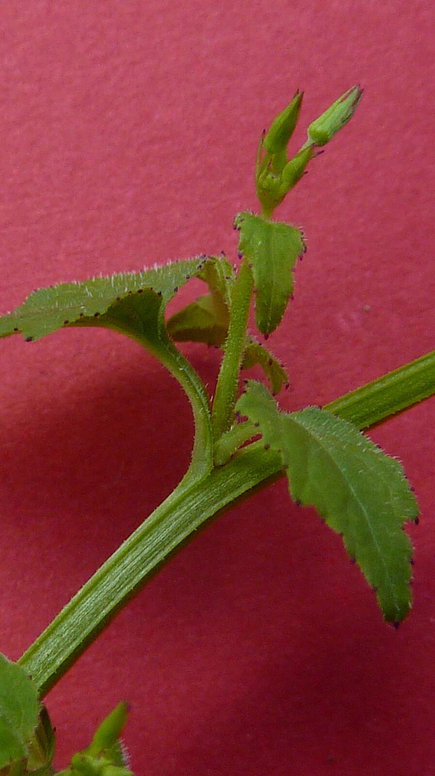 Image of Lobelia xalapensis Kunth