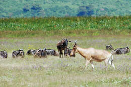 Image of Hartebeest