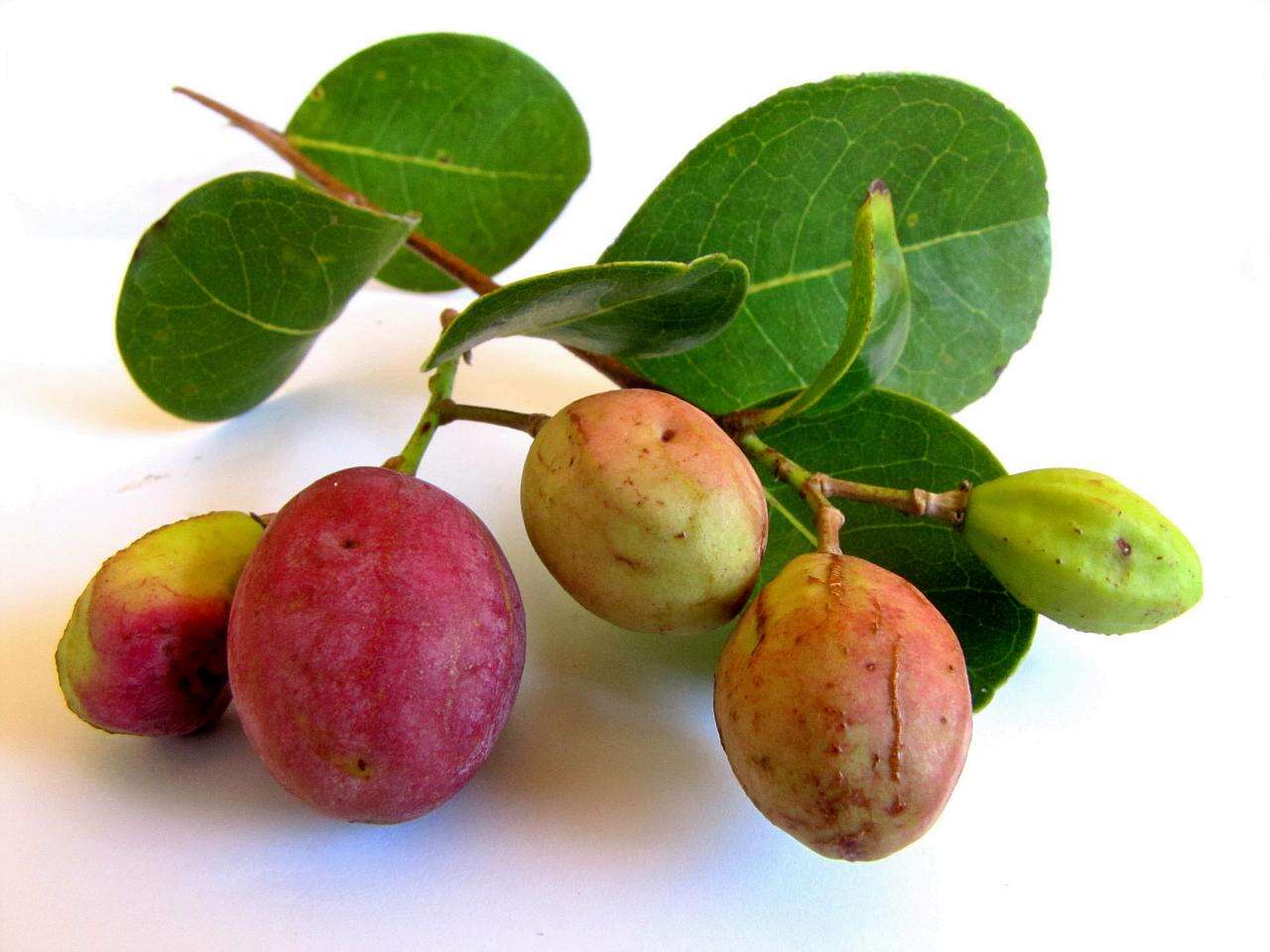 Image of coco-plum family