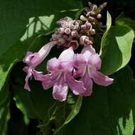 Image de Cuspidaria floribunda (A. DC.) A. Gentry