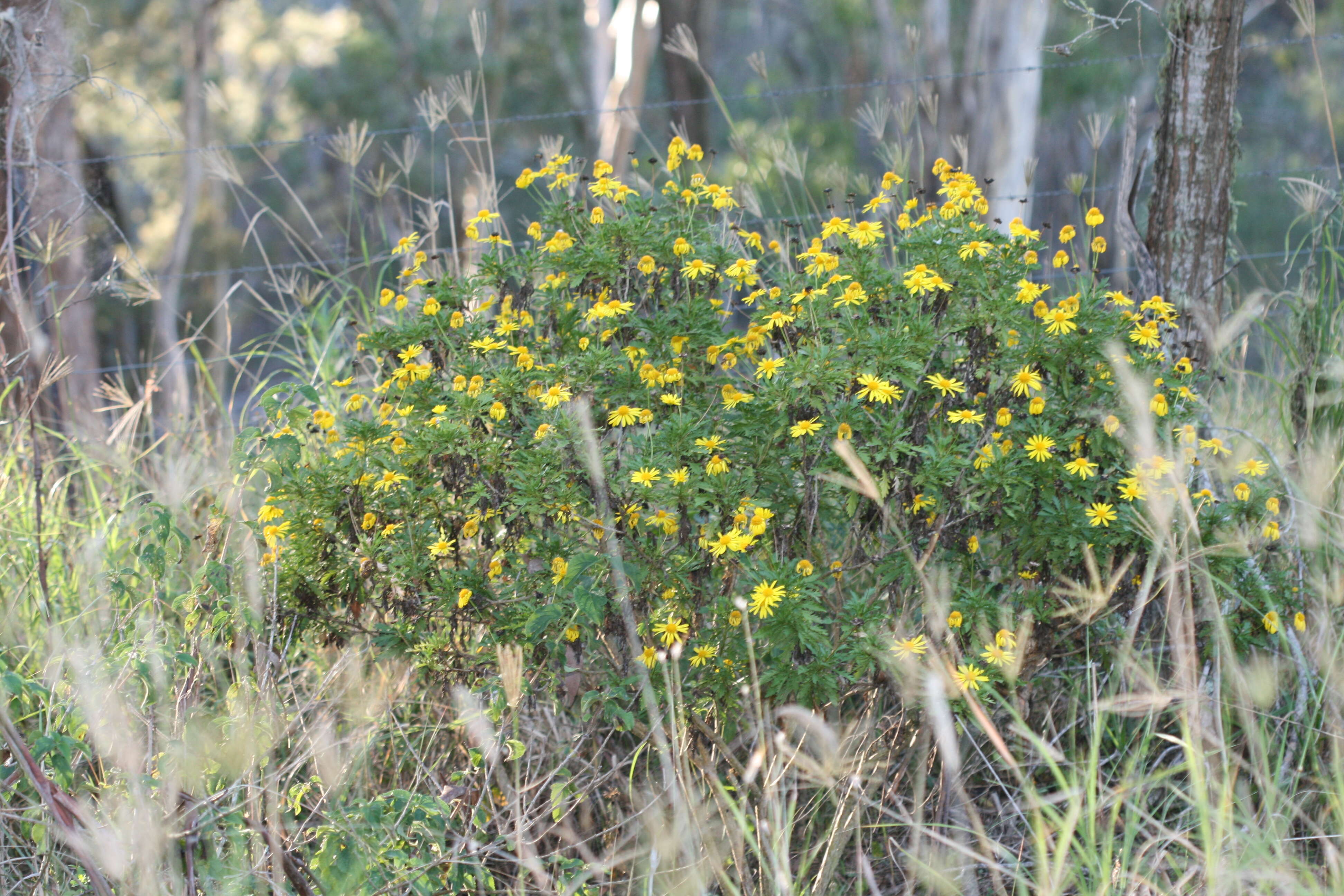 Image of euryops