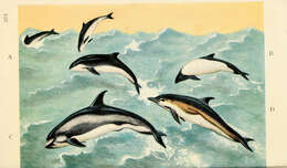 Image of porpoises