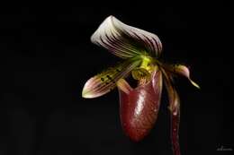 Image de Paphiopedilum barbatum (Lindl.) Pfitzer