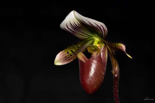 Image de Paphiopedilum barbatum (Lindl.) Pfitzer