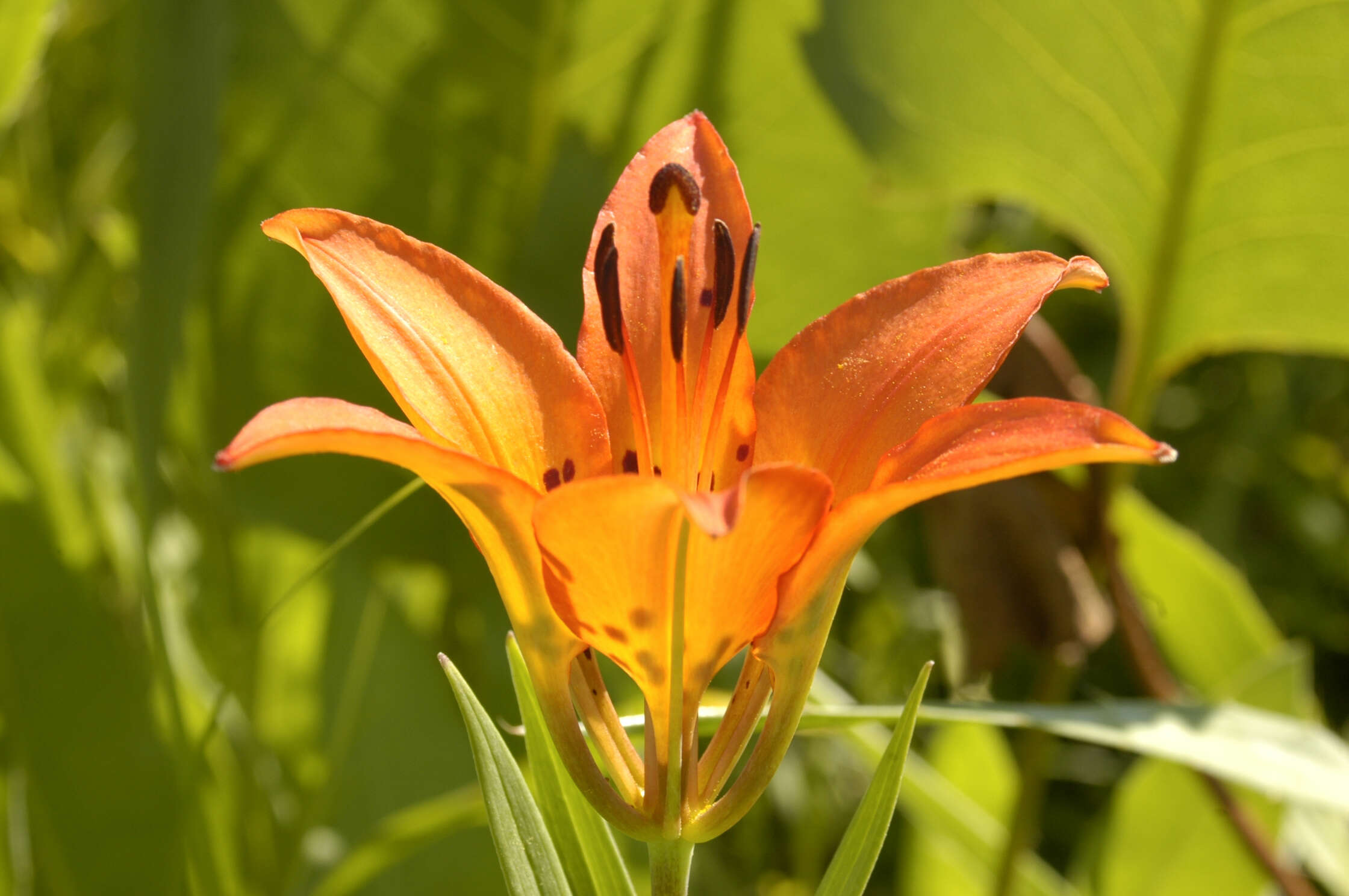 Image of wood lily