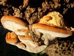 Ganoderma applanatum (Pers.) Pat. 1887的圖片