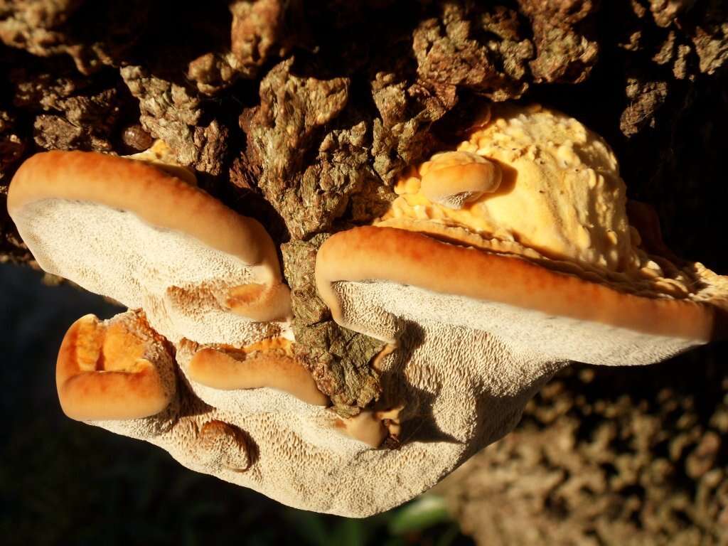 Image of Ganoderma