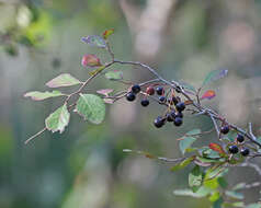 Image of blueberry