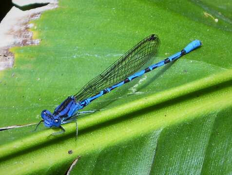 Argia elongata Garrison & von Ellenrieder 2017 resmi