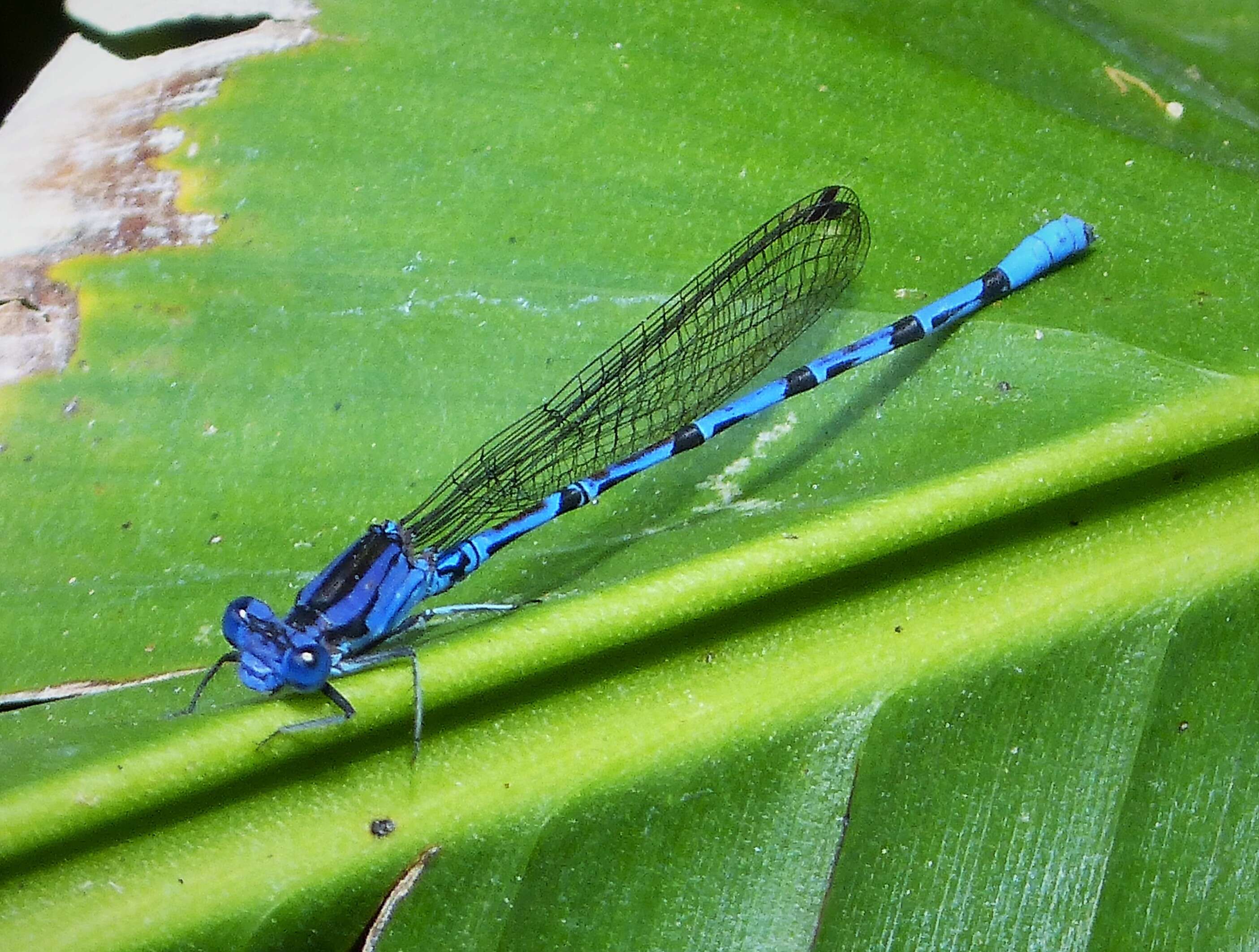 Image of Argia elongata Garrison & von Ellenrieder 2017