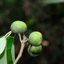 Image of Ficus laevis Bl.