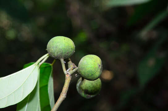 Image of Ficus laevis Bl.