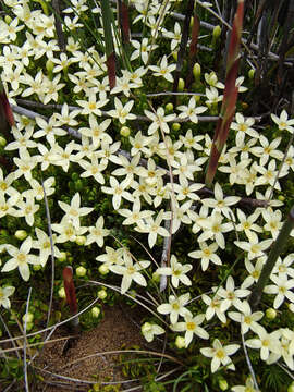 Image of Stackhousia pulvinaris F. Müll.