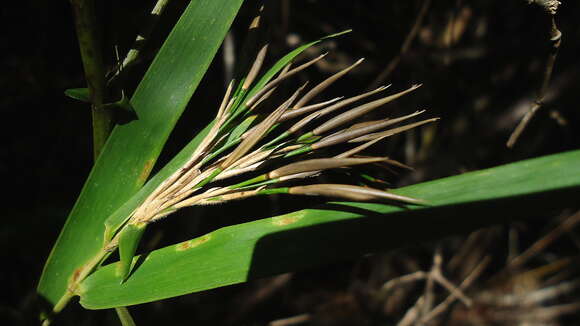 Image of Atractantha falcata McClure