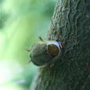 Image of forest cockroach