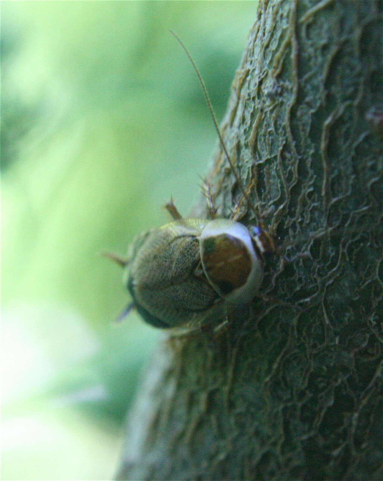 Image of croton bug