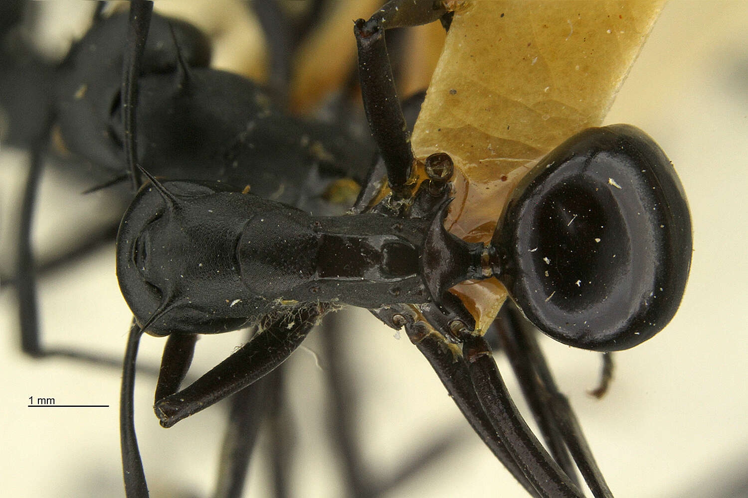 Image of Polyrhachis