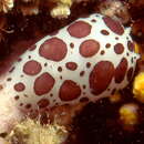 Imagem de Peltodoris atromaculata Bergh 1880