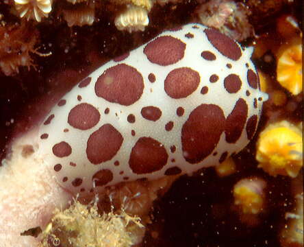 Image of Swiss cow nudibranch